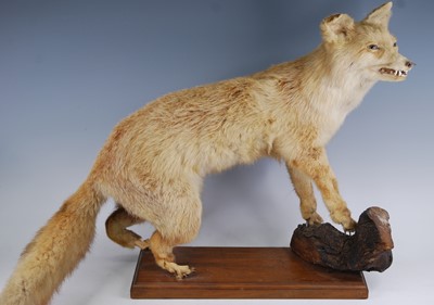 Lot 455 - A taxidermy fox (Vulpes vulpes), in standing...