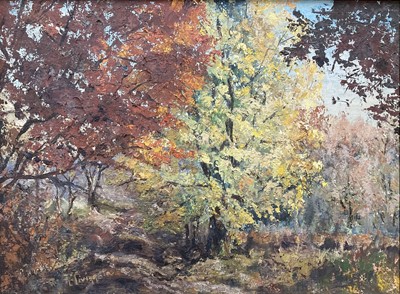 Lot 347 - Modern British School - Autumnal woodland...