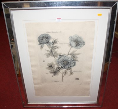 Lot 1018 - Lindi Sales - Paeonia, lithograph, signed in...