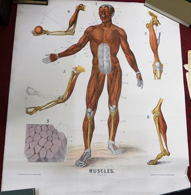 Lot 1074 - Assorted rolled anatomical prints (unframed)