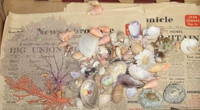 Lot 522 - A box of seashells