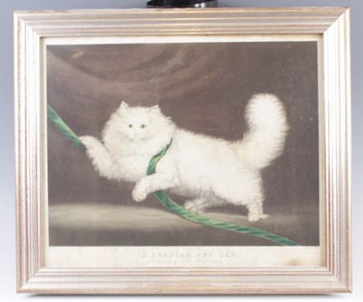 Lot 4329 - A Persian pet cat; the property of Colonel...