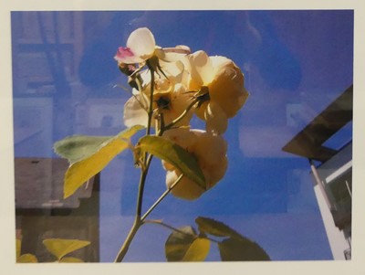 Lot 323 - Mary McCartney (b.1969) - Rose I, colour...