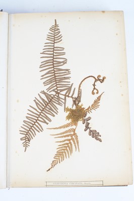 Lot 4012 - Craig, Eric: New Zealand Ferns, circa 1880, a...