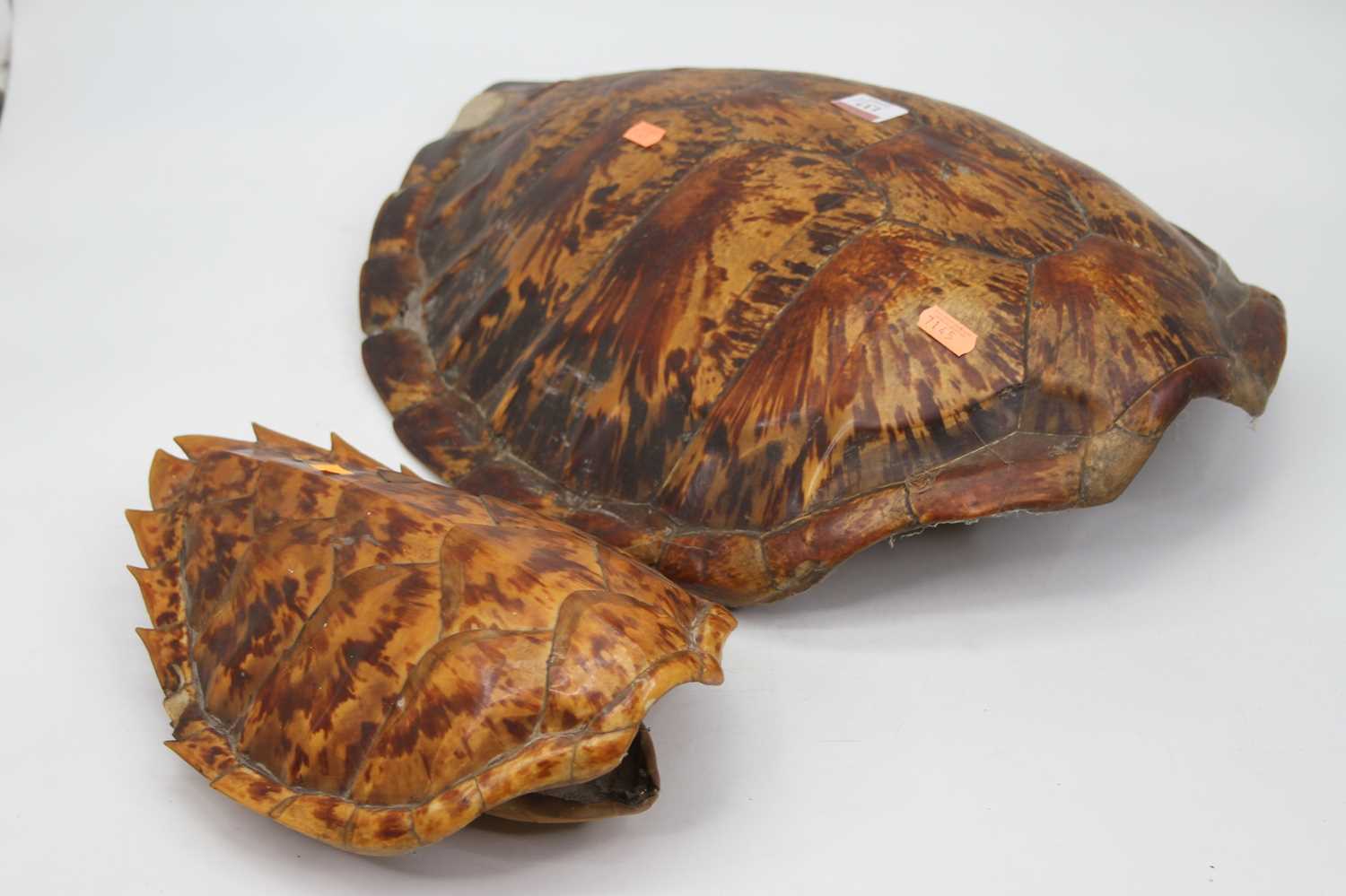 Lot 137 - A large Victorian hawksbill turtle shell,...