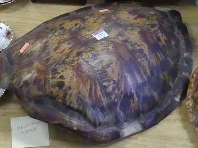 Lot 137 - A large Victorian hawksbill turtle shell,...