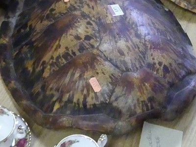 Lot 137 - A large Victorian hawksbill turtle shell,...