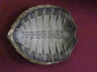 Lot 137 - A large Victorian hawksbill turtle shell,...