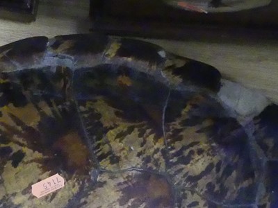Lot 137 - A large Victorian hawksbill turtle shell,...