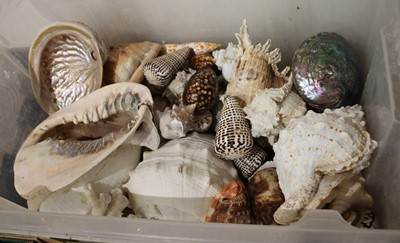 Lot 682 - A collection of seashells