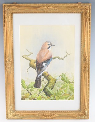 Lot 892 - English school, 20th century, a Jay perched on...