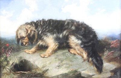 Lot 2334 - George Armfield (1808-1893) - Lone terrier at...
