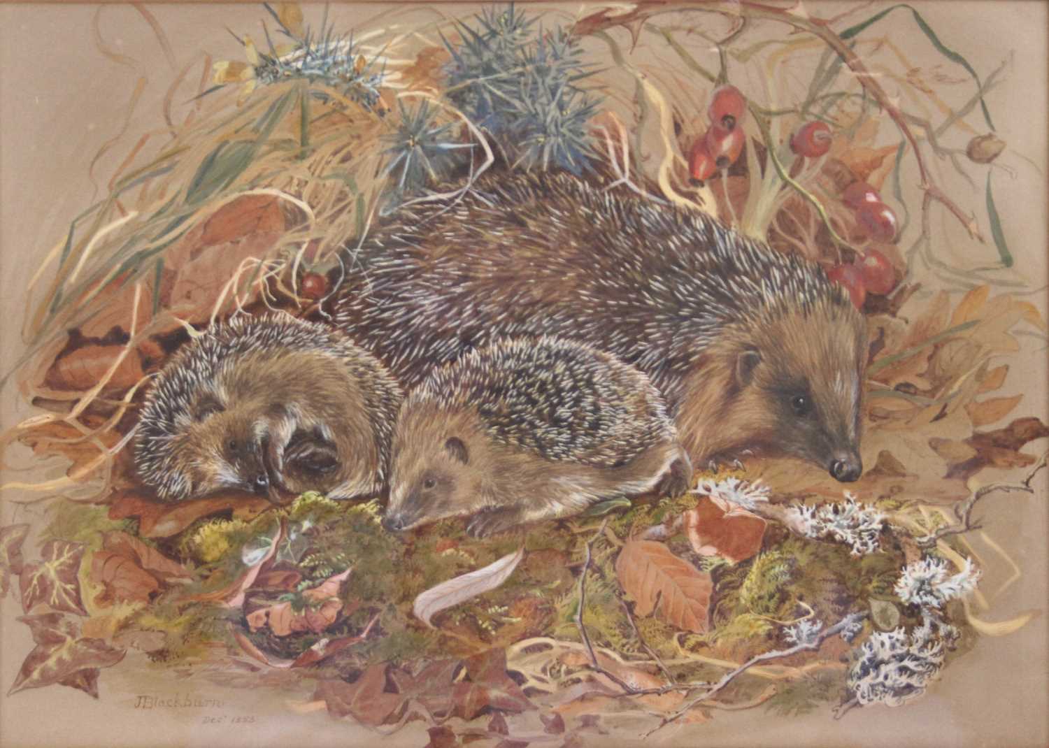 Lot 2407 - Jemima Blackburn (1823-1909) - Hedgehog with...