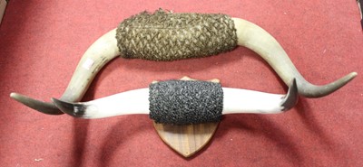 Lot 151 - A pair of mounted cattle horns, tip to tip...