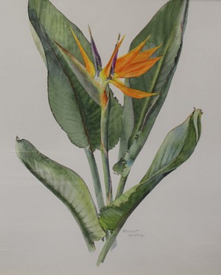 Lot 1049 - Brenda Moore (1909-1995) - Botanical study,...