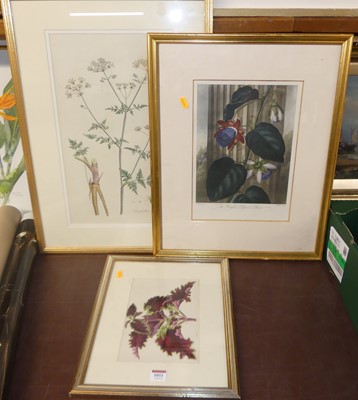 Lot 1051 - J. Andrews - Botanical study, colour engraving,...