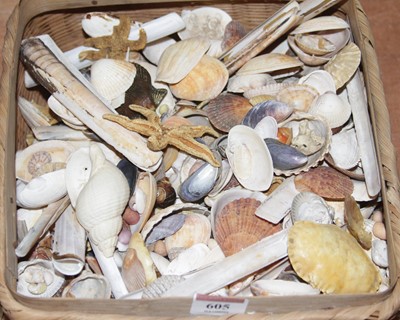 Lot 605 - A collection of assorted seashells, razor clam...