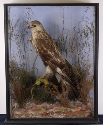 Lot 502 - A Victorian taxidermy Rough-legged Buzzard...