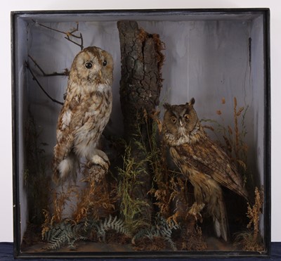 Lot 498 - A Victorian taxidermy Tawny Owl (Strix aluco)...