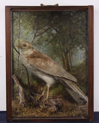 Lot 499 - A Victorian taxidermy Sparrowhawk (Accipiter...