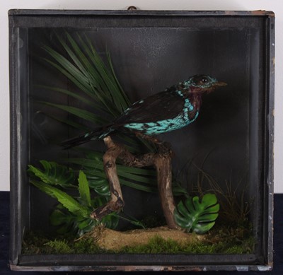 Lot 489 - A Victorian taxidermy Spangled Cotinga...