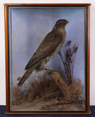 Lot 492 - A Victorian taxidermy Sparrowhawk (Accipiter...