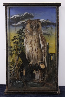 Lot 495 - A Victorian taxidermy Long-Eared Owl (Asio...