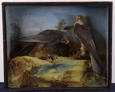 Lot 488 - A pair of Victorian taxidermy Red-footed...