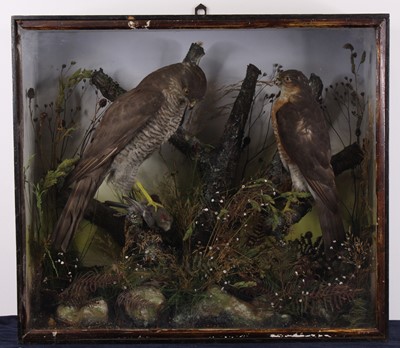 Lot 503 - A pair of Victorian taxidermy...