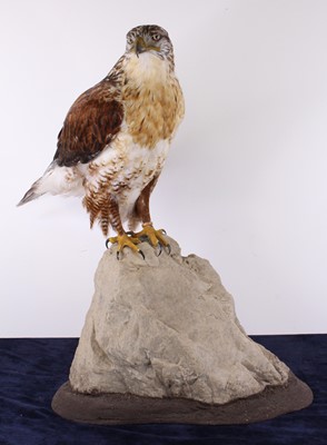 Lot 487 - Attributed to Carl Church, a taxidermy...