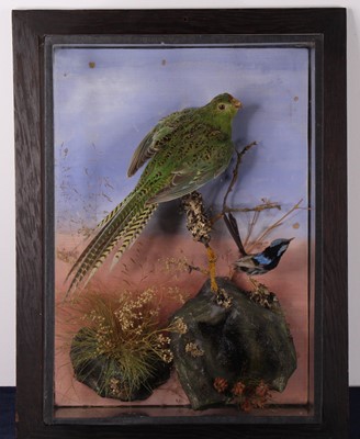 Lot 485 - A Victorian Western Ground Parrot (Pezoporus...