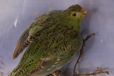 Lot 485 - A Victorian Western Ground Parrot (Pezoporus...
