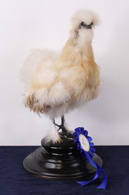 Lot 481 - A taxidermy Bantam (Gallus gallus domesticus),...