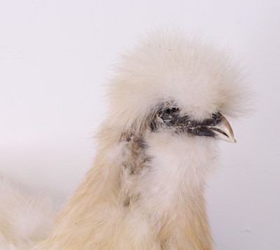 Lot 481 - A taxidermy Bantam (Gallus gallus domesticus),...
