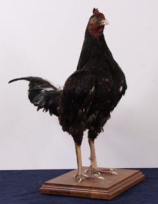 Lot 482 - A taxidermy Bantam (Gallus gallus domesticus),...