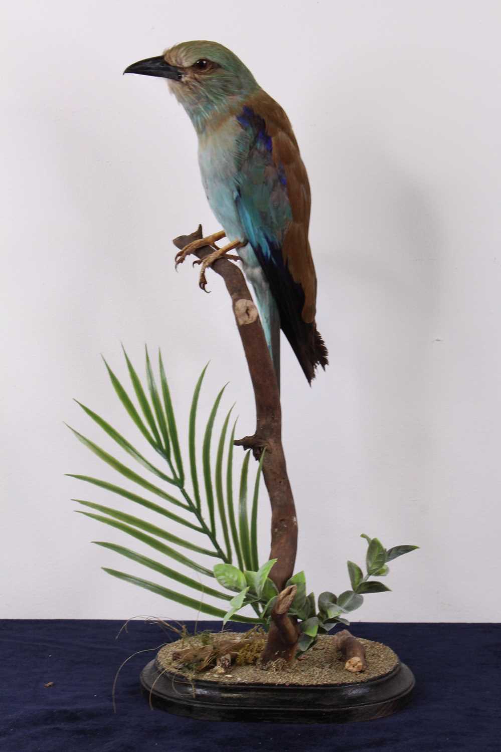 Lot 496 - A Victorian taxidermy European Roller...