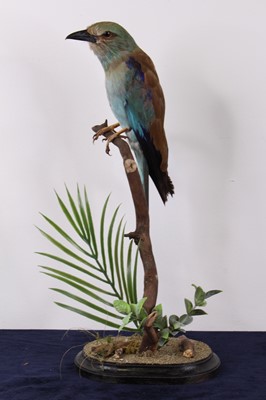 Lot 496 - A Victorian taxidermy European...