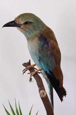 Lot 496 - A Victorian taxidermy European Roller...