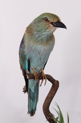 Lot 496 - A Victorian taxidermy European Roller...