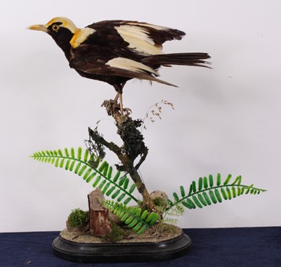 Lot 497 - A Victorian taxidermy Regent...