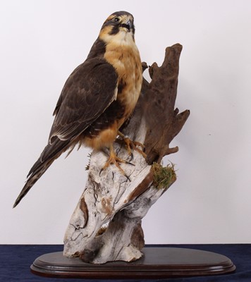 Lot 505 - A taxidermy Aplomado Falcon (Falco femoralis),...