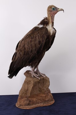 Lot 472 - A taxidermy Hooded Vulture (Necrosyrtes...