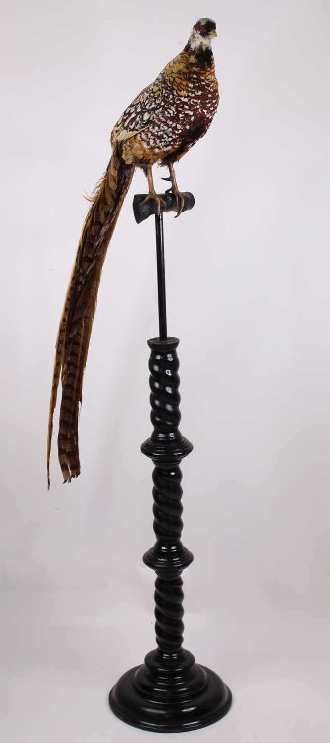 Lot 494 - A taxidermy Reeves Pheasant (Syrmaticus...