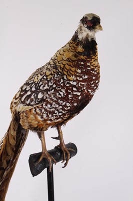 Lot 494 - A taxidermy Reeves Pheasant (Syrmaticus...