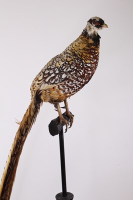 Lot 494 - A taxidermy Reeves Pheasant (Syrmaticus...