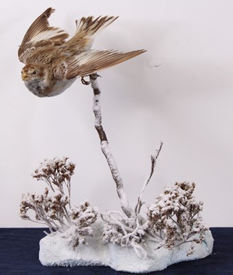 Lot 493 - A taxidermy Snow Bunting, mounted on a branch...