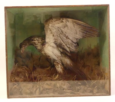 Lot 490 - A large Victorian taxidermy White-tailed Sea...