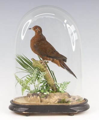 Lot 500 - A captive bred taxidermy Socorro Dove (Zenaida...