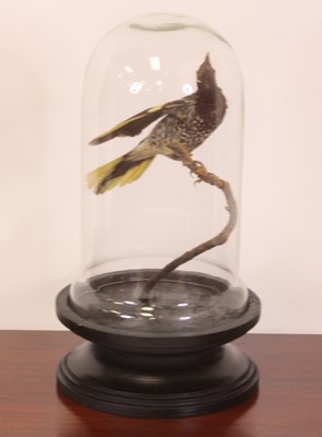 Lot 506 - A Victorian taxidermy Regent Honeyeater...