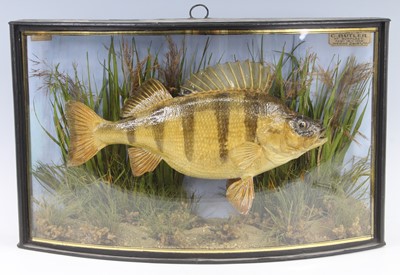 Lot 507 - An Edwardian taxidermy Perch (Perca...